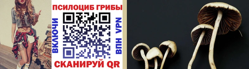 omg ссылки  сколько стоит  Алексеевка  Псилоцибиновые грибы Psilocybe 