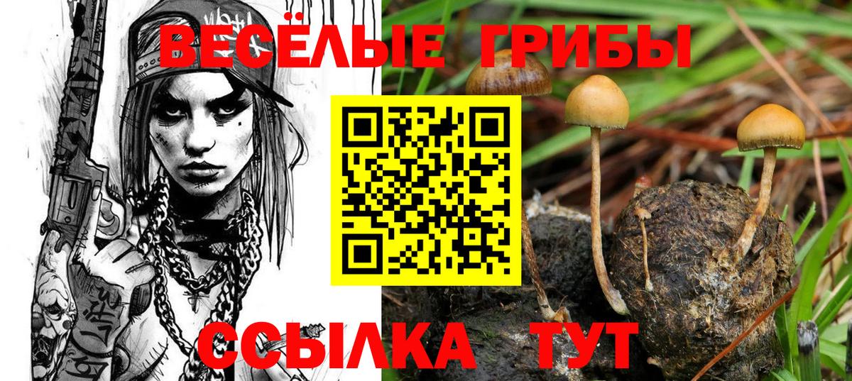 Галлюциногенные грибы Psilocybine cubensis Алексеевка